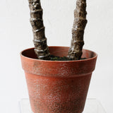 Yucca Plant