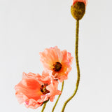 Peach Poppy Stem