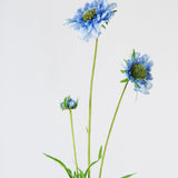Scabiosa