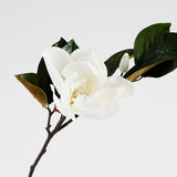 Magnolia Flower Stem