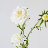 Scabiosa