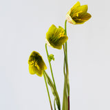 Orchid