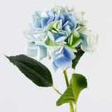 Blue Hydrangea