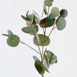 Silver Dollar Eucalyptus