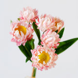 Strawflower