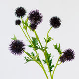 Thistle
