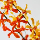 Dendrobium Orchid