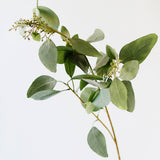 Seeded Eucalyptus