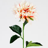 Cream & Pink Dahlia Stem