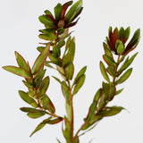 Leucadendron