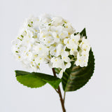 Hydrangea