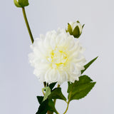 Dahlia