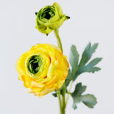 Ranunculus