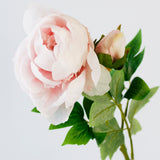 Peony