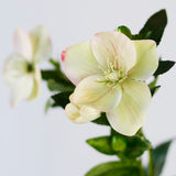 Helleborus