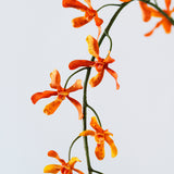 Dendrobium Orchid