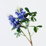 Blue Bonnet