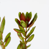 Leucadendron