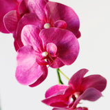 Phalaenopsis Orchid