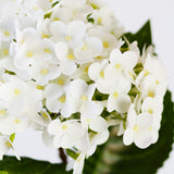 Hydrangea