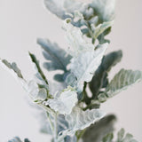 Dusty Miller