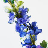 Delphinium