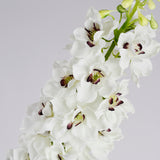 White Delphinium Stem