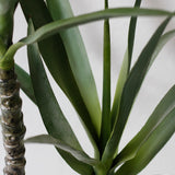 Yucca Plant