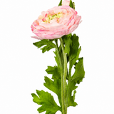 Ranunculus Spray Pink