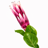 Protea