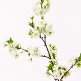 Cherry Blossom