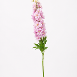 Delphinium Spray