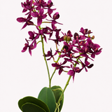 Orchid