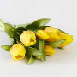 Yellow Tulip Bundle