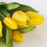 Yellow Tulip Bundle