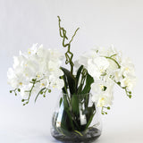 Quad White Phalaenopsis Orchid Design