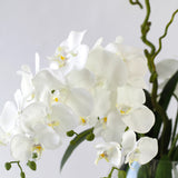 Quad White Phalaenopsis Orchid Design