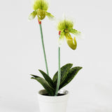 Venus Slipper Orchid in Pot