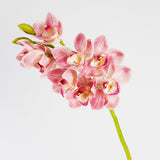 Pink Cymbidium Orchid Stem