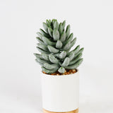 Echeveria Succulent Plant in Pot