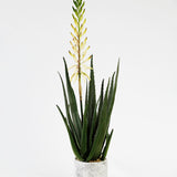 Sprouting Aloe Plant in Pot