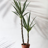 Yucca Plant
