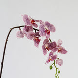 Novelty Phalaenopsis Orchid Stem