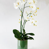 White Phalaenopsis Orchids in Glass Container