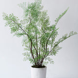 Maiden Hair Fern in Pot