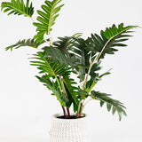Xanadu Philodendron in Pot