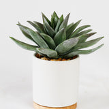 Agavoides Succulent Plant in Pot