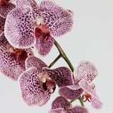 Novelty Phalaenopsis Orchid Stem