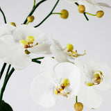 White Phalaenopsis Orchids in Glass Container