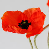 Red Poppy Stem